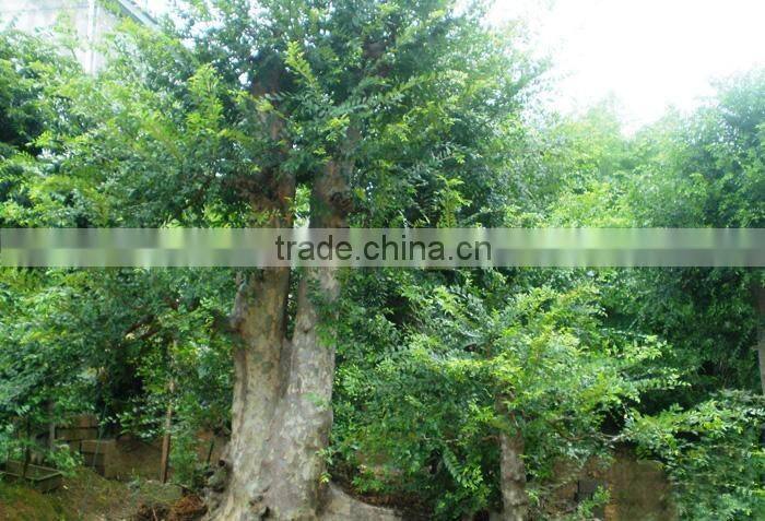 Outdoor plant Ulmus pumila seedling