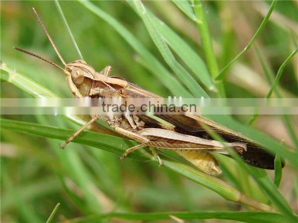 locust tub sanimal tortoise food feed