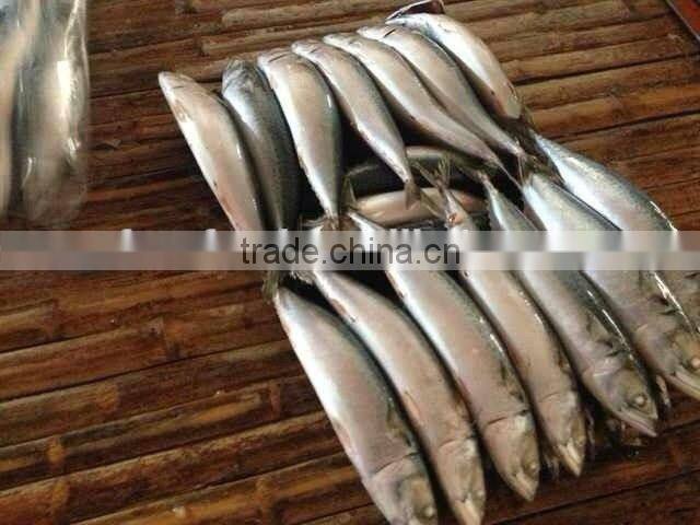 mackerel whole round