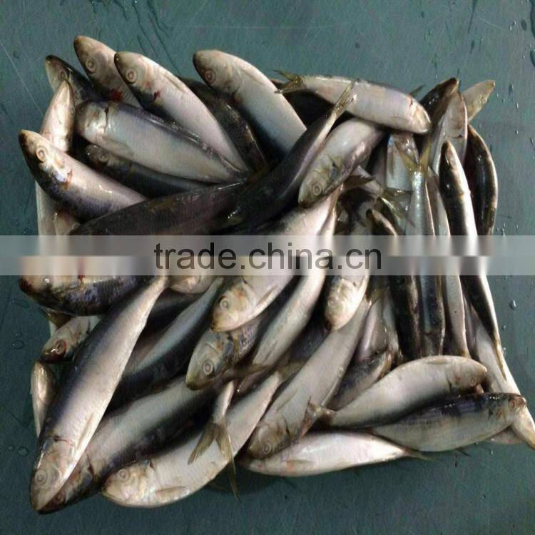 Fresh frozen sardine frozen sardines bait sardines for bait