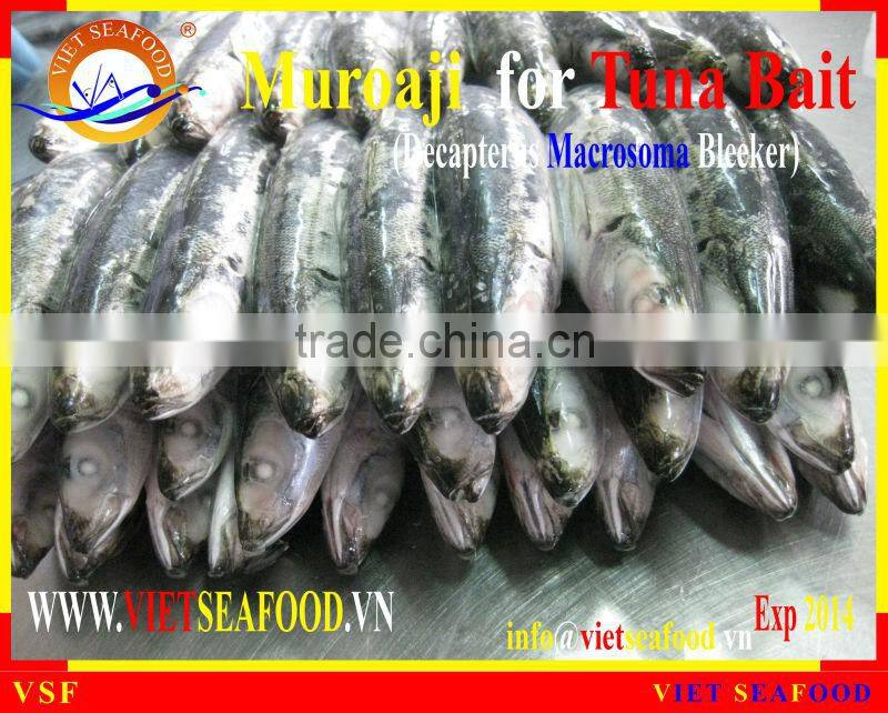 MUROAJI FOR TUNA BAIT