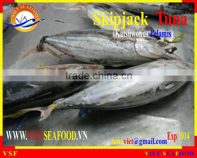 W/R FROZEN SKIPJACK TUNA