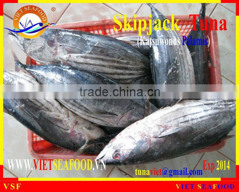 FROZEN SKIPJACK TUNA WHOLE ROUND
