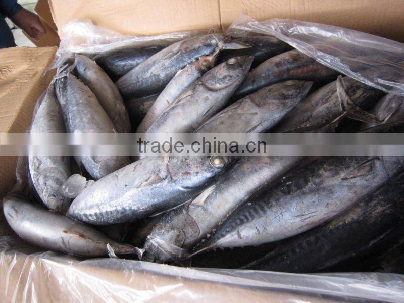 frozen bonito 300-500g 500gup