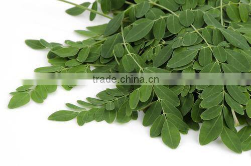 Best Selling Raw Material Moringa Powder