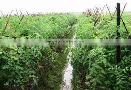 Mixed cherry tomatoes and cucumber 3-6 cm in 720ml jars