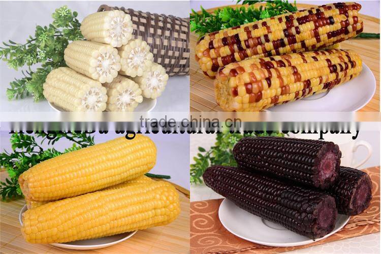 china supplier as gift for child yellow waxy corn