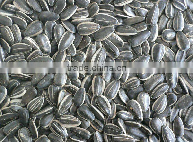 Sunflower Seeds 5009