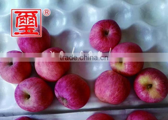 To Indian Market China Fuji Apple