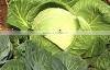 Organic fresh cabbages