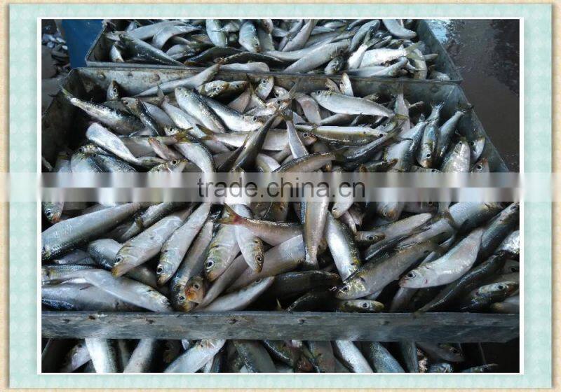 FROZEN SARDINE FISH WHOLE ROUND BAIT FISH