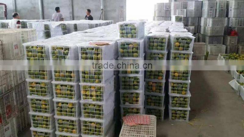 fresh mandarin oranges in 2016 new crop sweet for sale 9kg/box