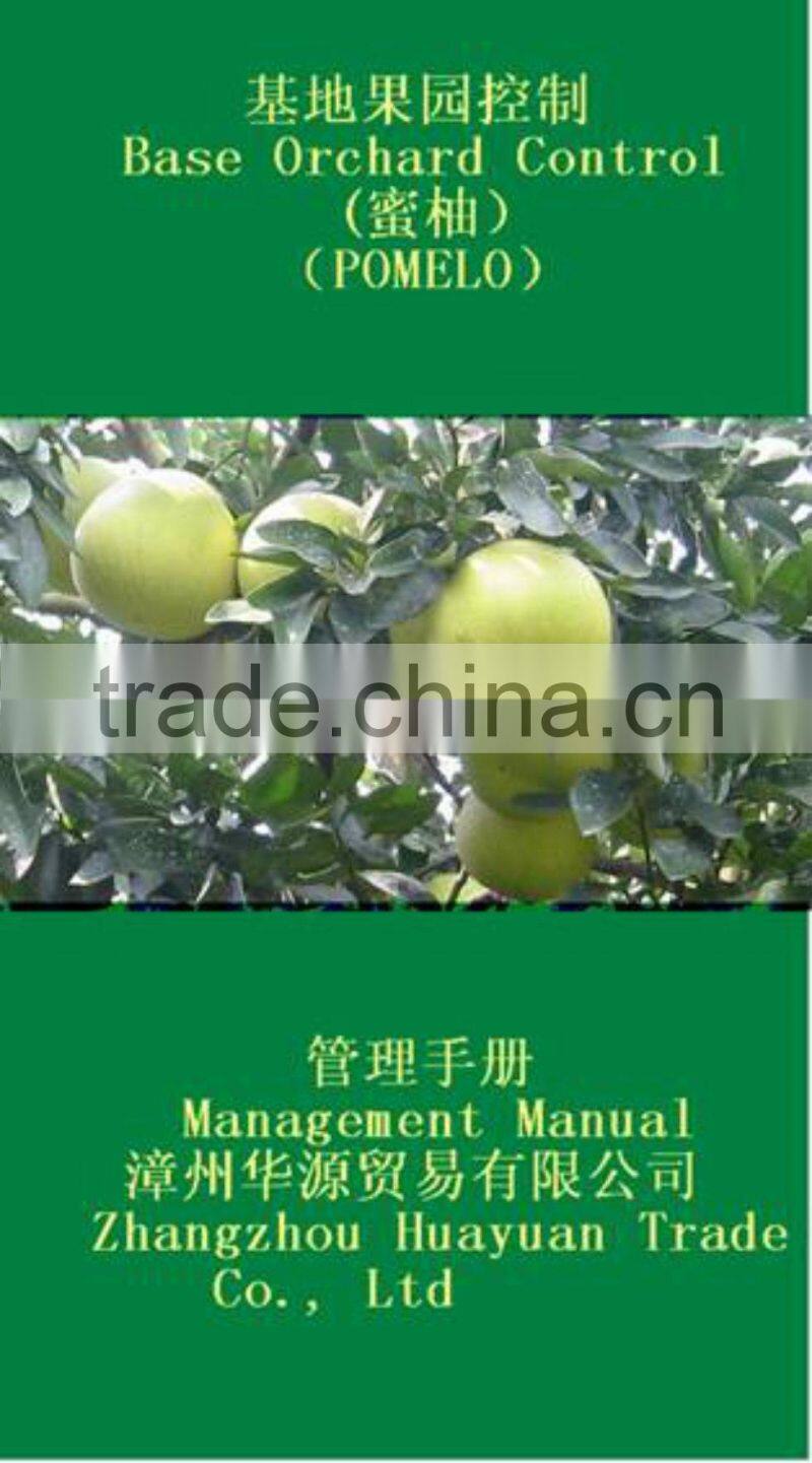 Fresh GuanXi top grade pomelo