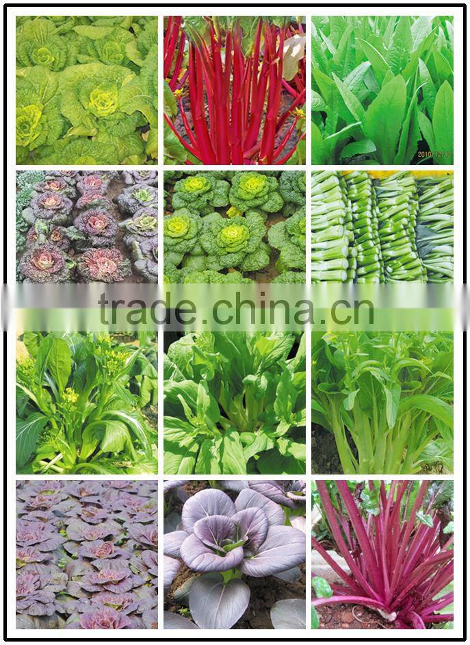 2015 good quality flower Chinese cabbage for growing