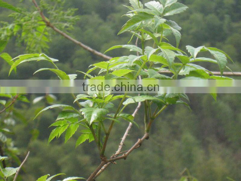 GMP Manufacturer Supply Natural 50%-98% Dihydromyricetin