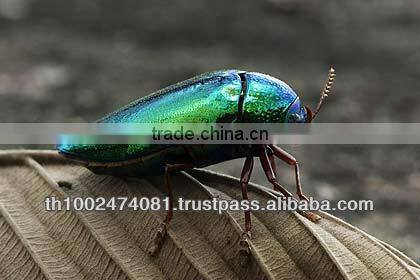 beetle wing jewelry component