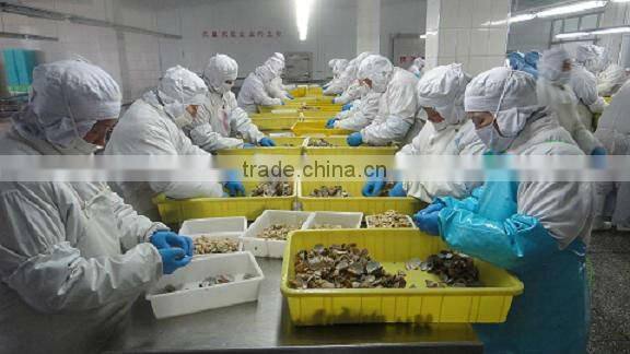 Japanese food supplier frozen delicious fresh whole boiled clam for sale