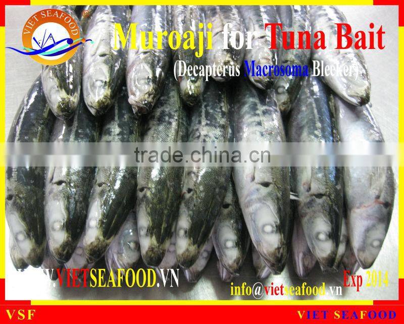 MUROAJI FOR TUNA BAIT