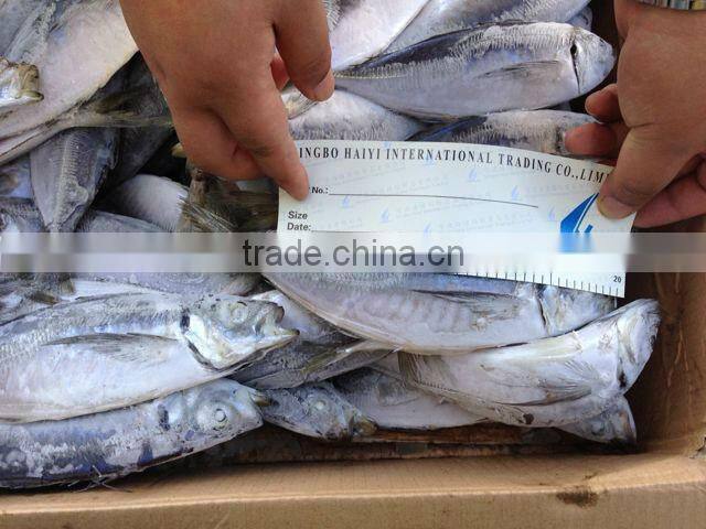 Seafrozen horse mackerel 20cm+