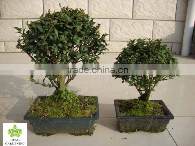 ilex chinensis Sims bonsai ball shape
