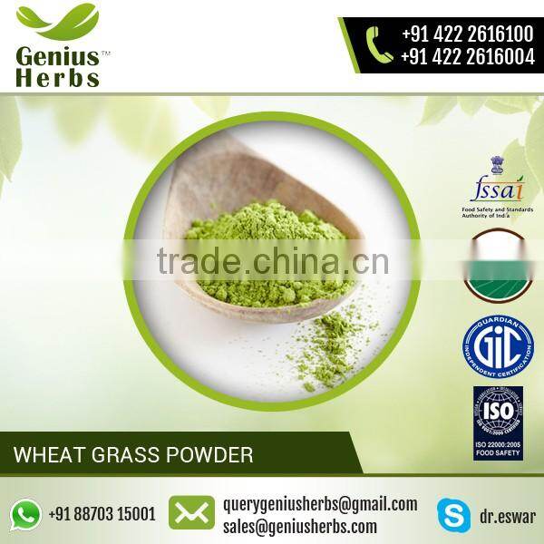 Energy Booster Wheat Grass Powder from Leading Manufacturer at Premium Rate