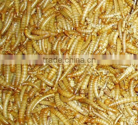 Professional maelworm multifunctional segregator