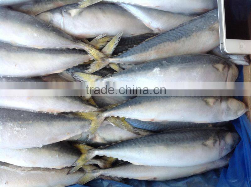 Newly Frozen Pacific Mackerel 6-8pcs/kg for sales