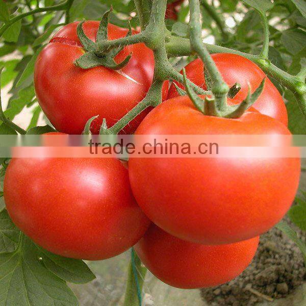 Lycopene Antioxidant Tomato Extract from GMP Certified Manufacturer