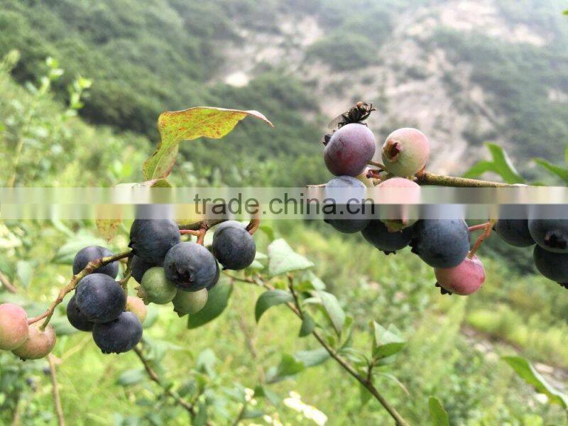 Blueberry extract powder Vaccinium uliginosum L.with Anthocyanidins 5-25% ,Extract Ratio 5:1 and 10:1blueberry fruit Powder