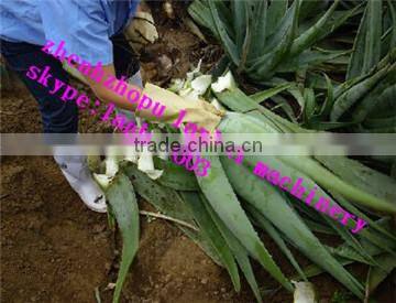 China new style Aloe peeler equipment/Aloe peeling machine