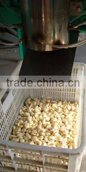 FX-139 High efficiency garlic bulb breaking machine,garlic seed breaking machine,garlic separating machine