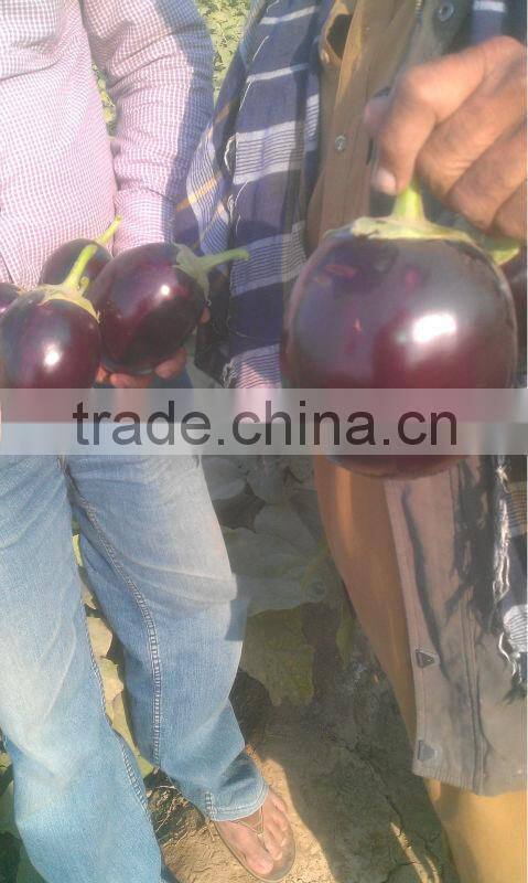 EP 310 Hybrid Eggplant Seeds
