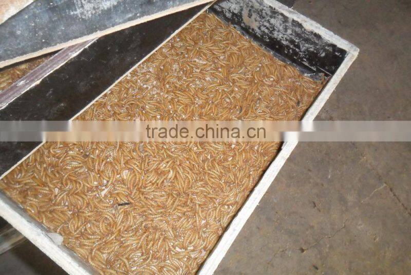 FDA certification dried mealworms for sale