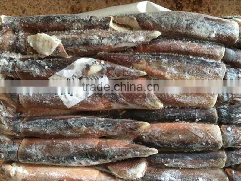 Frozen Illex Squid 200-300g