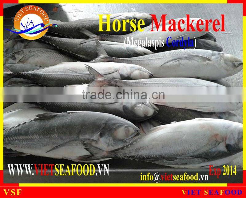 FROZEN W/R HORSE MACKEREL