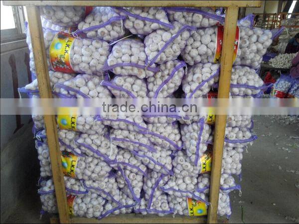 We can supply fresh garlic/ginger/potato/onion/chilli