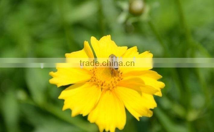 Coreopsis verticillata Linn. flower seeds,herb seeds,vegetalbe seed,fruit seed,grass seed