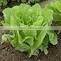 Organic COS lettuce