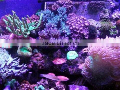 Lumini programmable coral reef used led aquarium lighting aquabeauty 130w