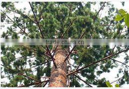 High imitation telecom tower pine tree type