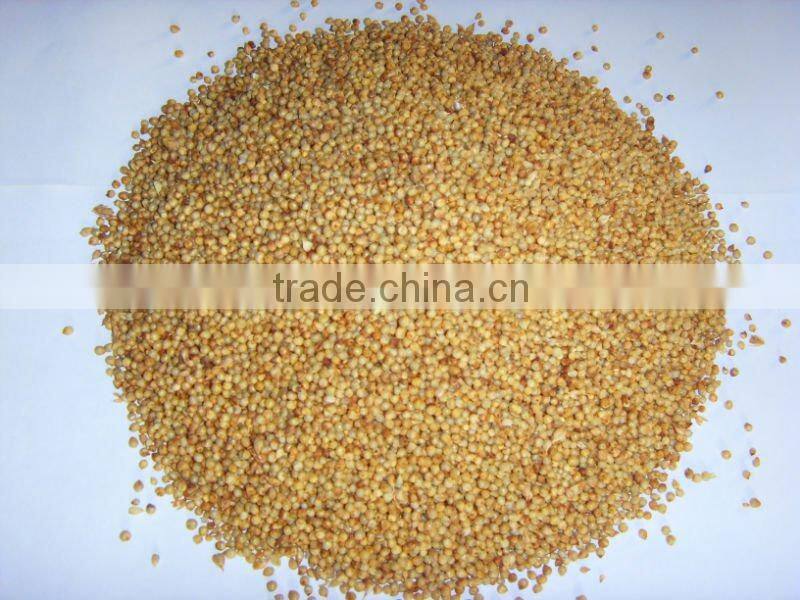 Warm season High yield Hybrid Pennisetum Forage seeds