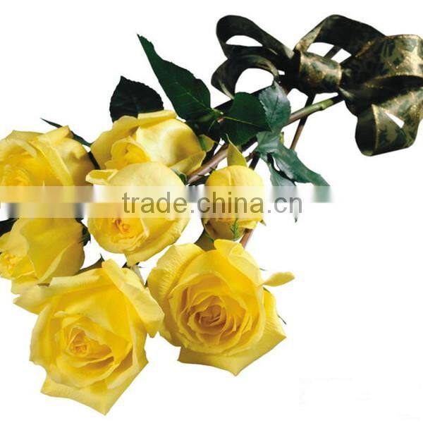 factory supply long stem fresh cut rose fresh cut flower