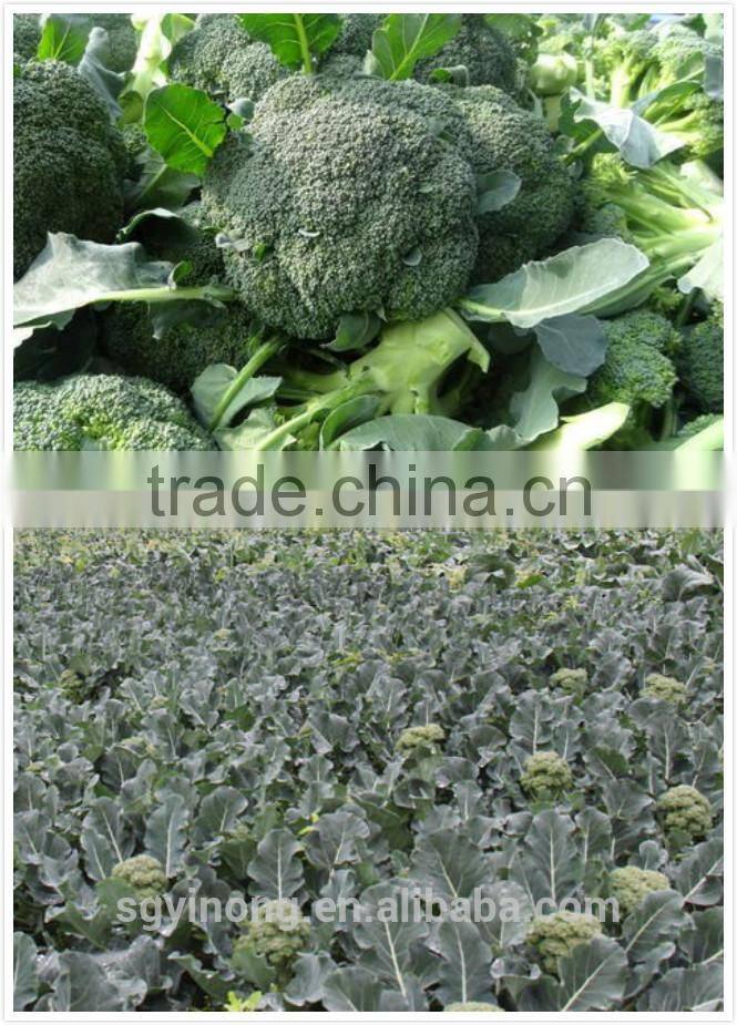 Sygenta broccoli seeds