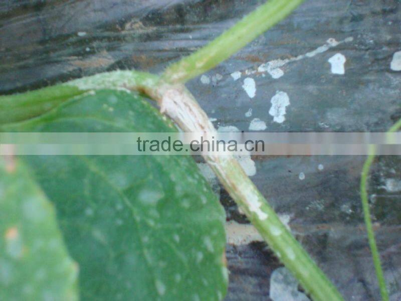 100% Biodegradable white plastic mulch film,clear plastic film for agriculture