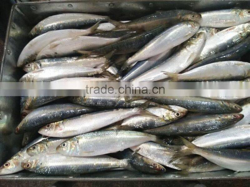 Frozen Sardine Fish Wholesale