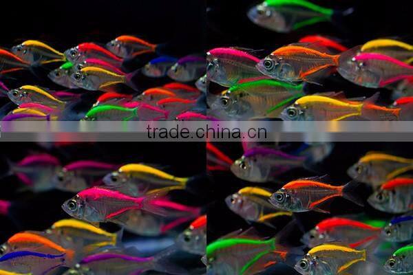 Glass Fish Mix Color For Sale to aquarium fish importer