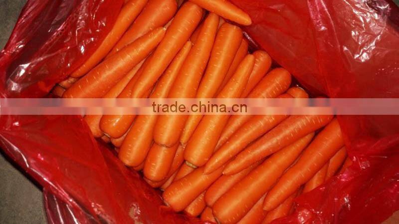 Chines Bulk Fresh Carrots Fresh Carrot Price