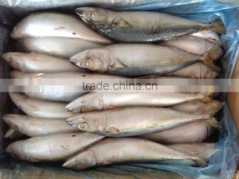 Frozen Mackerel Caught by Light Seine 300-400g