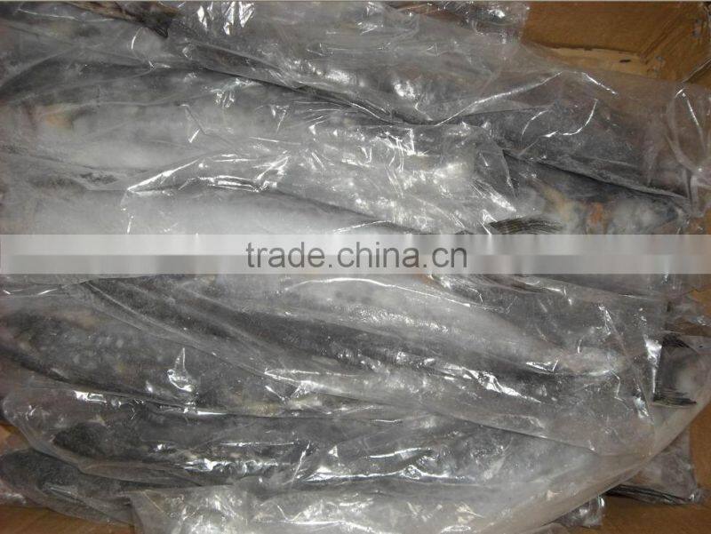 Spanish mackerel W/R for sale