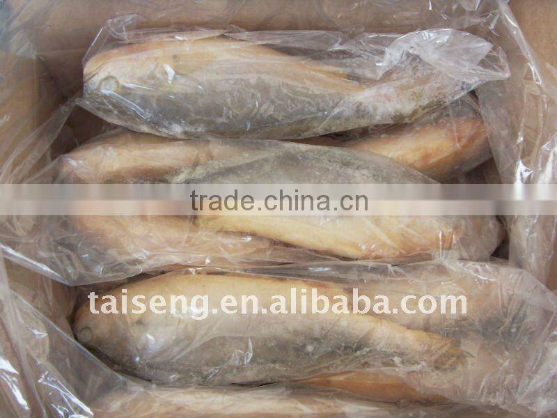 Frozen Yellow Croaker Fish Farming 500-600g